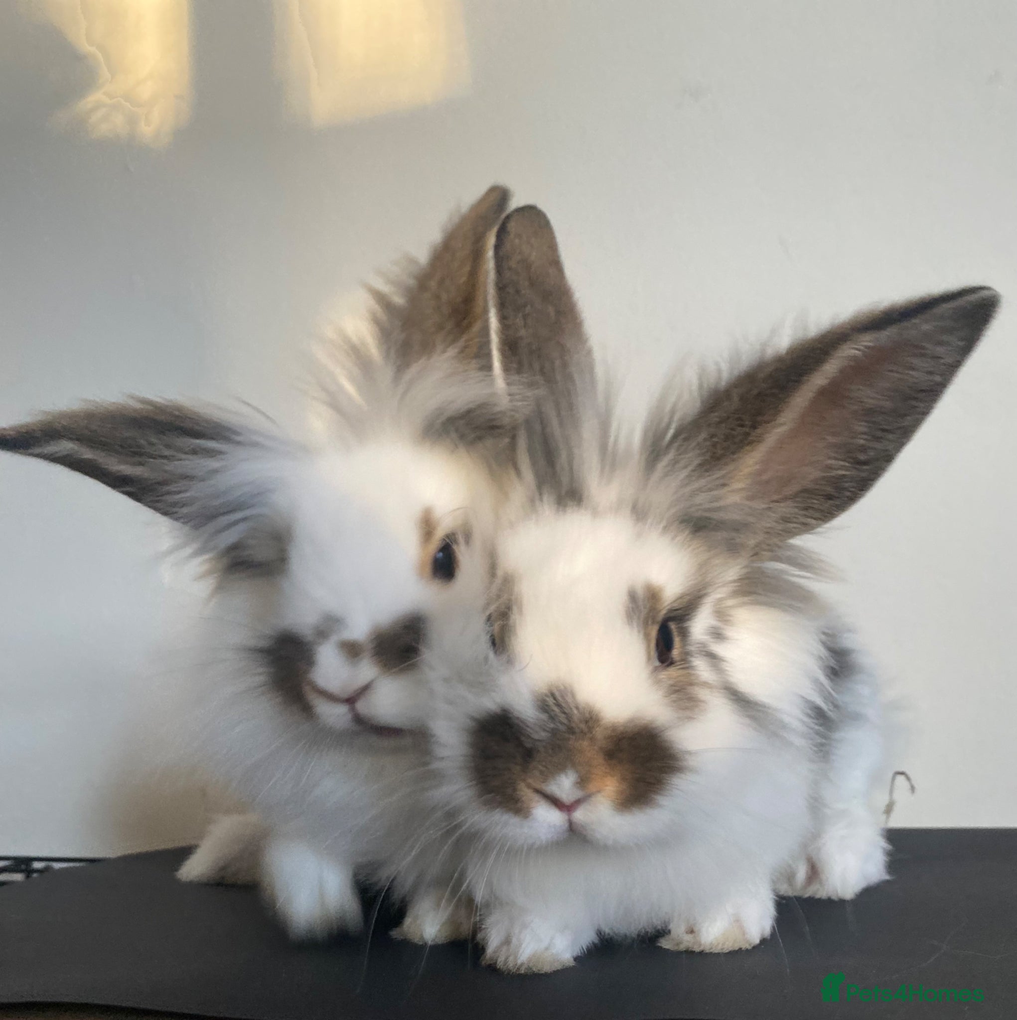 Lionhead rabbits Adorable Lionhead rabbits looking for Loving Homes - Advert 8