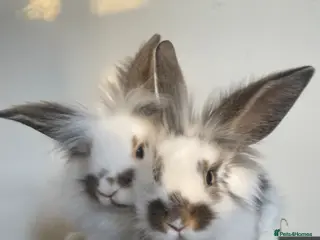 Lionhead rabbits Adorable Lionhead rabbits looking for Loving Homes - Advert 8