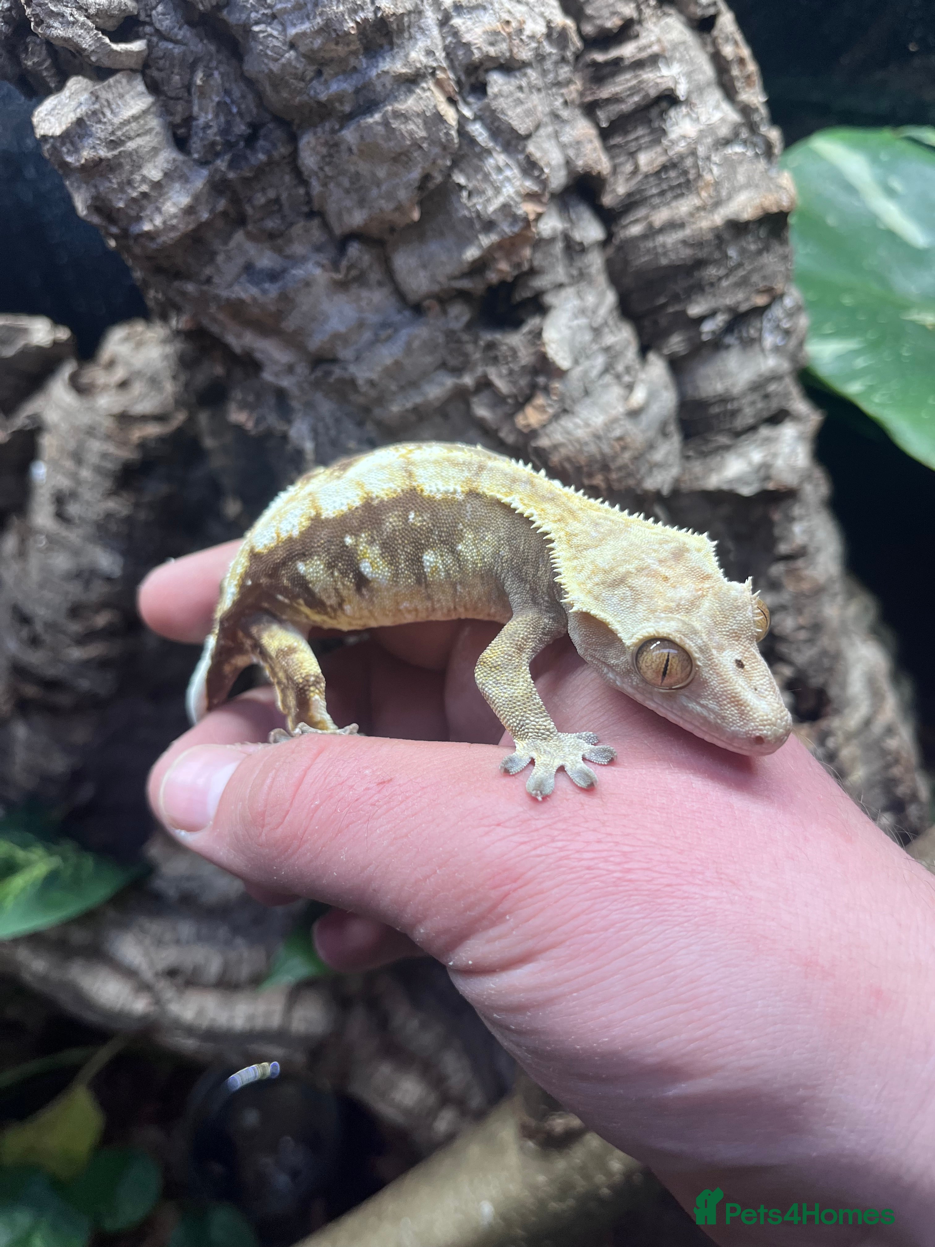 Gecko reptiles 3 and a half year old crested gecko  - Advert 1