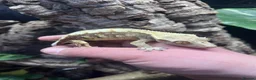 Gecko reptiles for sale: 3 and a half year old crested gecko  - Advert 1