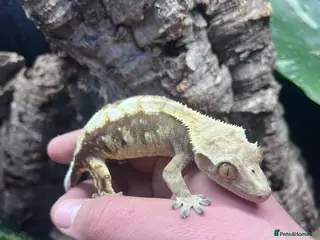 Gecko reptiles 3 and a half year old crested gecko - Advert 1