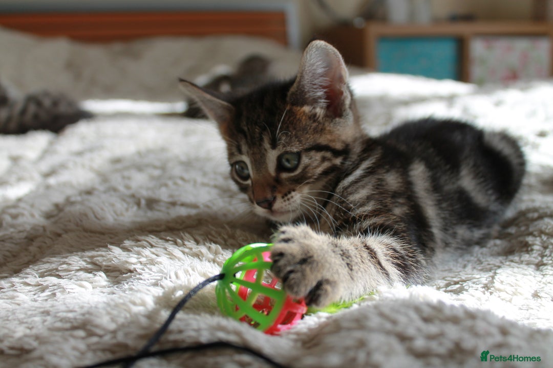 Bengal cats for sale: Adorable, affectionate, so cute kittens for sale!! - Image 25