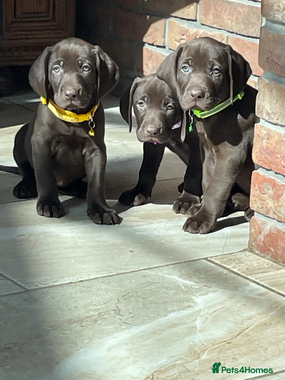 Mixed Breed dogs for sale: Boy and girls available! - Advert 1