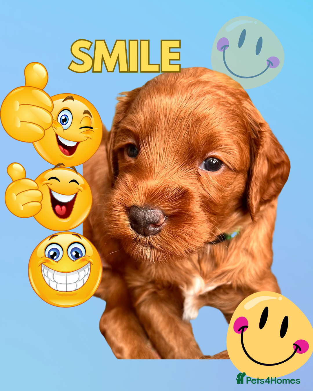 Australian Labradoodle dogs Tiny Tails,Big♥️Australian labradoodle - Advert 2