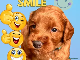 Australian Labradoodle dogs Tiny Tails,Big♥️Australian labradoodle - Advert 2