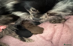 Pomeranian dogs for sale: Beautiful Poms ready 13th September - Image 7