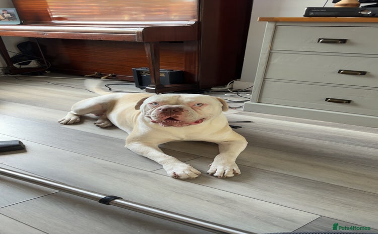 Alapaha Blue Blood Bulldog dogs - Advert 1
