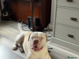 Alapaha Blue Blood Bulldog dogs - Advert 6