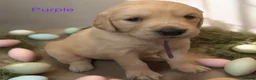 Golden Retriever dogs for sale: KC Golden retriever pups, fame & champion lines - Advert 21
