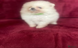 Pomeranian dogs for sale: 3 tiny girls ready now*price reduced £2000 - Advert 9