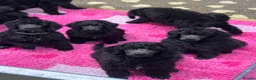 Standard Poodle dogs for sale: STANDARD POODLE PUPPIES FULLY TESTED PARENTS  - Advert 25