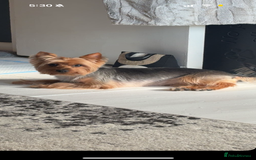 Yorkshire Terrier dogs for sale: Mabel the Yorkie is looking for a new home - Image 2