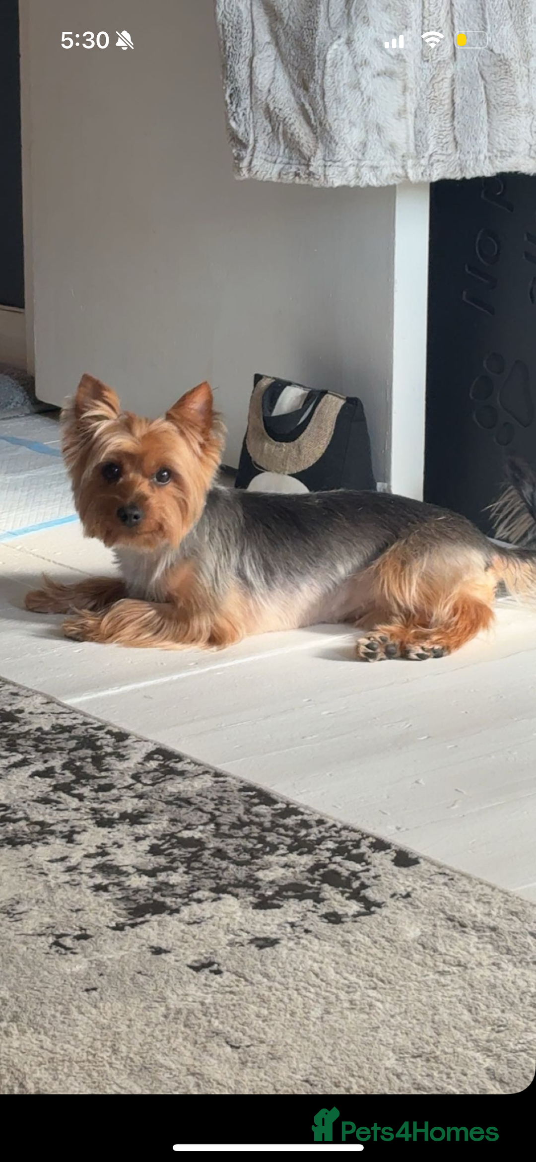 Yorkshire Terrier dogs for sale: Mabel the Yorkie is looking for a new home - Image 2