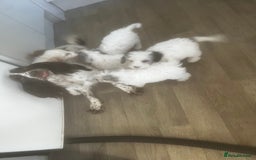 Cockapoo dogs for sale: 5 beautiful cockapoos - Image 7