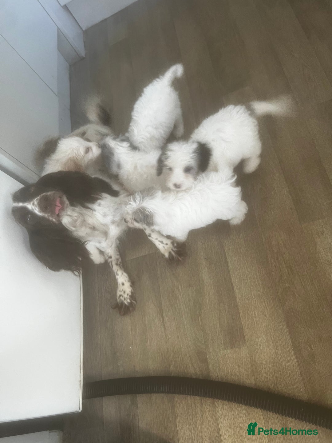 Cockapoo dogs for sale: 5 beautiful cockapoos - Image 7