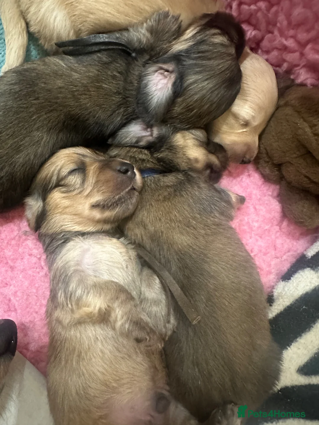 Miniature Dachshund dogs for sale: 5 star Licensed family Breeder Shaded Creams - Advert 14