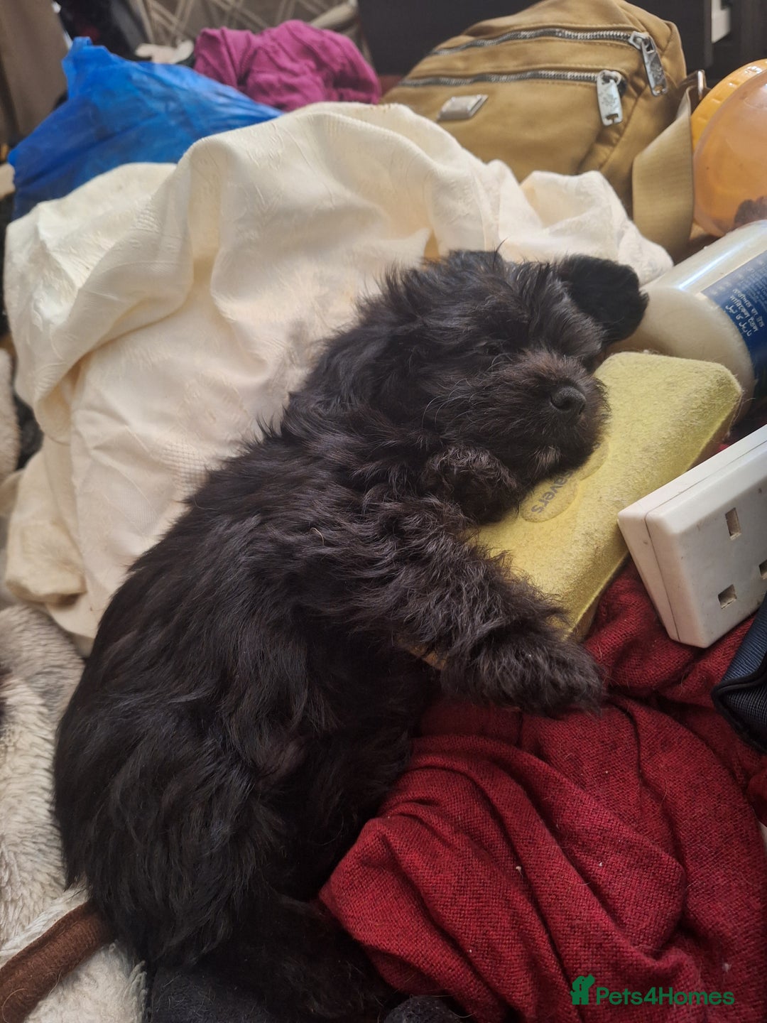 Mixed Breed dogs for sale: Cockerpoo - Image 6