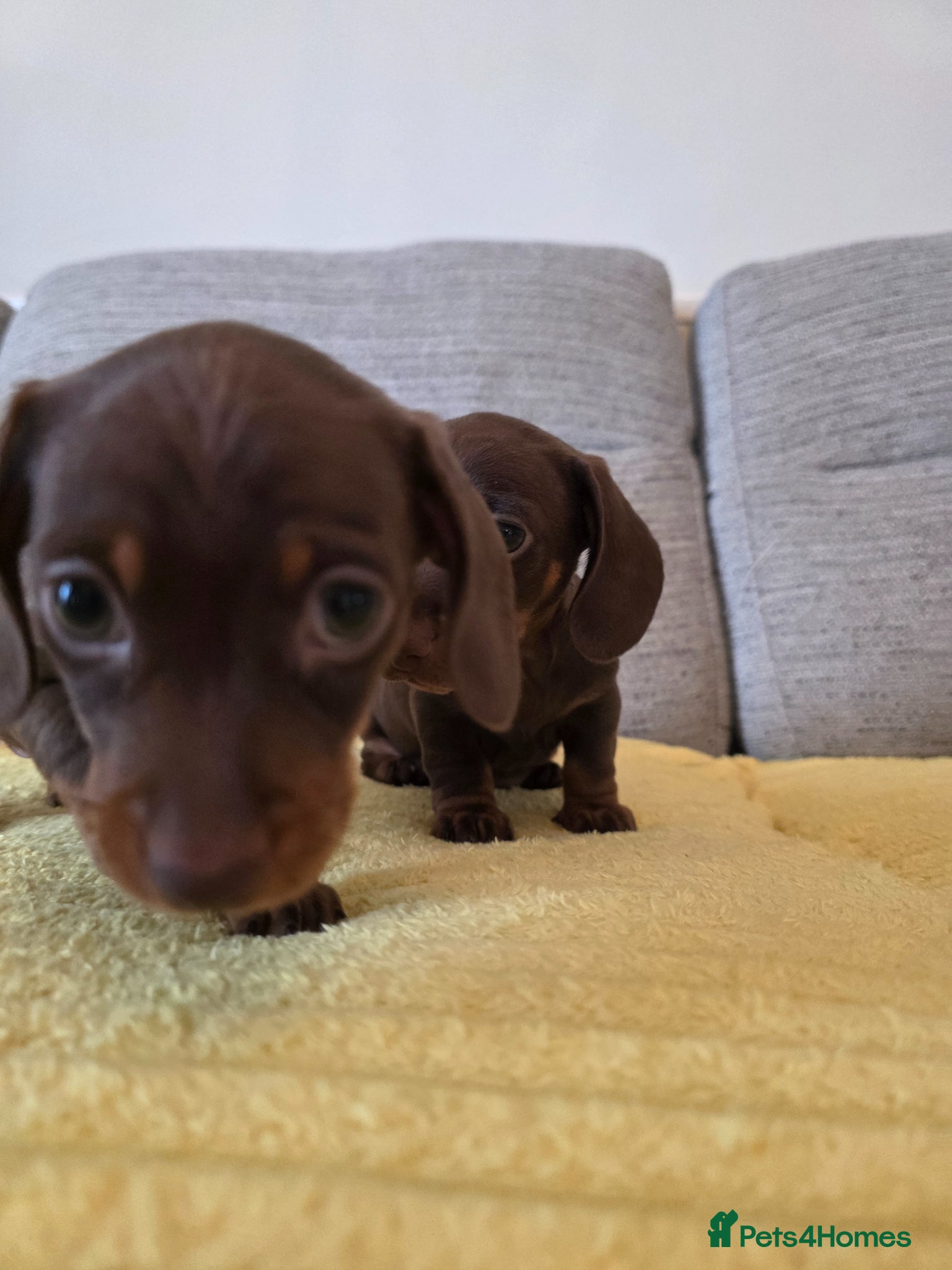 Miniature Dachshund dogs Mini brown and tan dachshund ready 2nd may - Advert 2