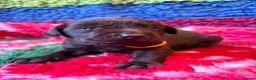 Labrador Retriever dogs for sale: Chocolate Labs Extenively health Tested  - Advert 10