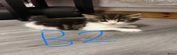 Mixed Breed cats for sale: ⭐ 5 Gorgeous Siberian x Bengal x BSH Kittens ⭐ in Coventry - Advert 11