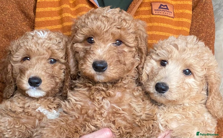Labradoodle dogs - Advert 2