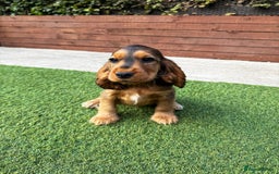 Cocker Spaniel dogs for sale: ‼️👀 Outstanding Show Cocker Spaniel Litter 🧬  in Lydbury North - Image 38