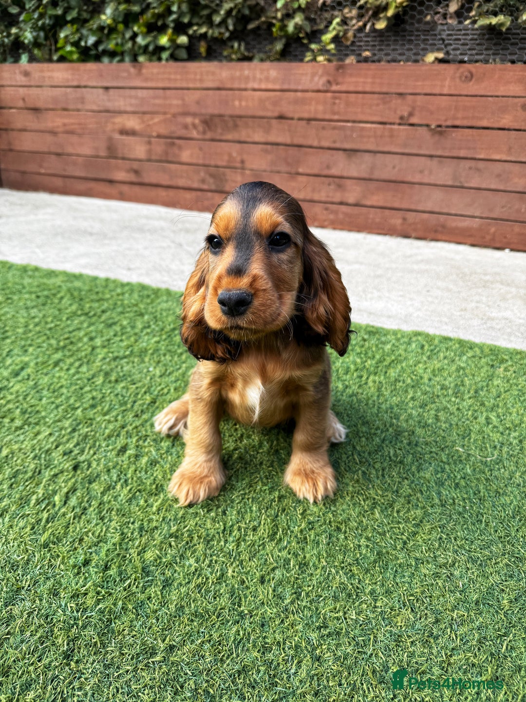 Cocker Spaniel dogs for sale: ‼️👀 Outstanding Show Cocker Spaniel Litter 🧬  in Lydbury North - Image 38