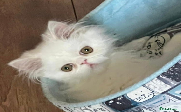 Persian cats - Advert 1