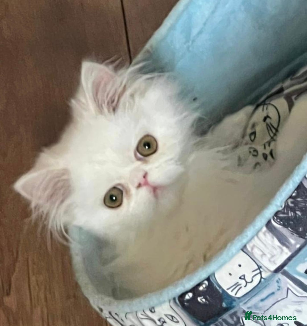 Persian cats for sale: Snow persian kitten  boy - Image 1