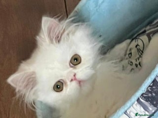 Persian cats - Advert 25