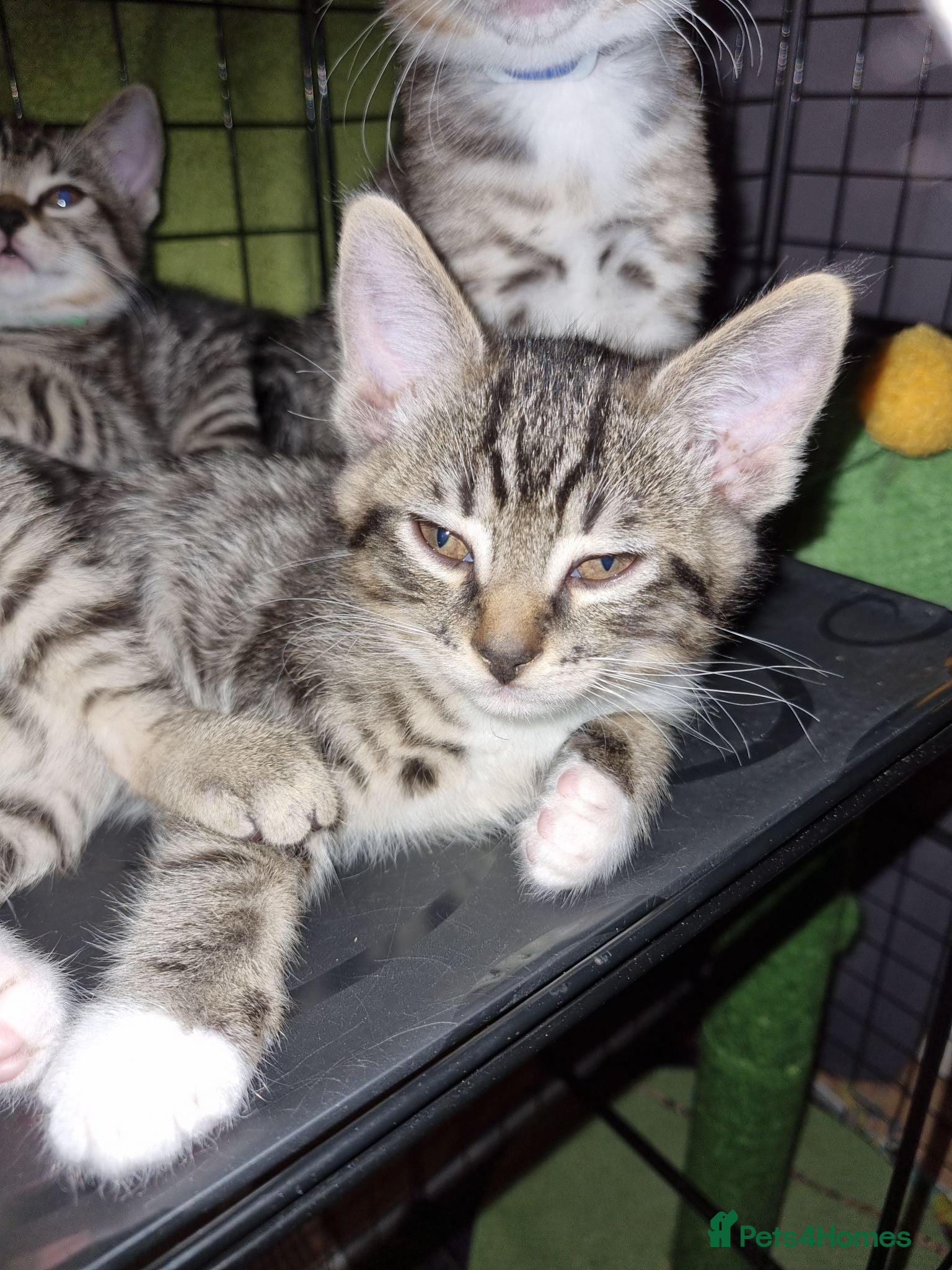 Mixed Breed cats 7 mixed breed kittens. - Advert 2