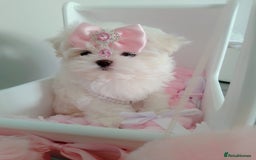 Maltese dogs for sale: 🩷Korean baby girl 🩷 - Image 2