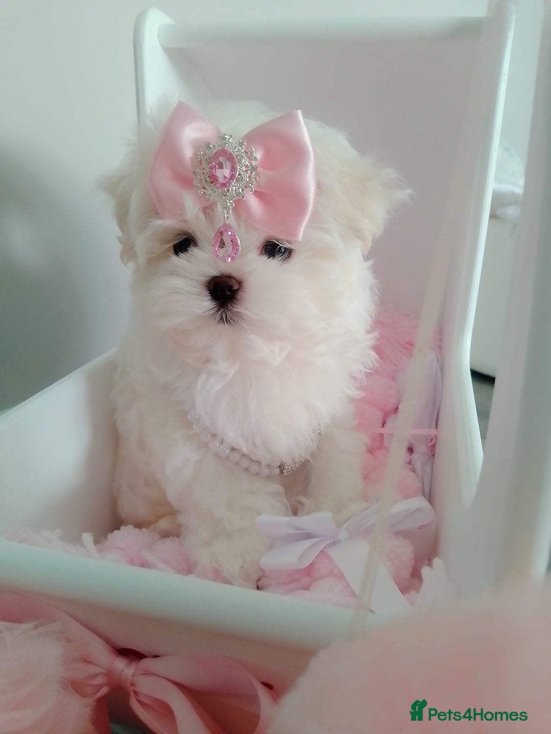 Maltese dogs for sale: 🩷Korean baby girl 🩷 - Image 2