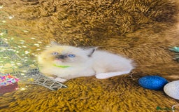 Ragdoll cats for sale: GCCF Pure Ragdoll Seal/Blue Point Lynx Mitted - Advert 11