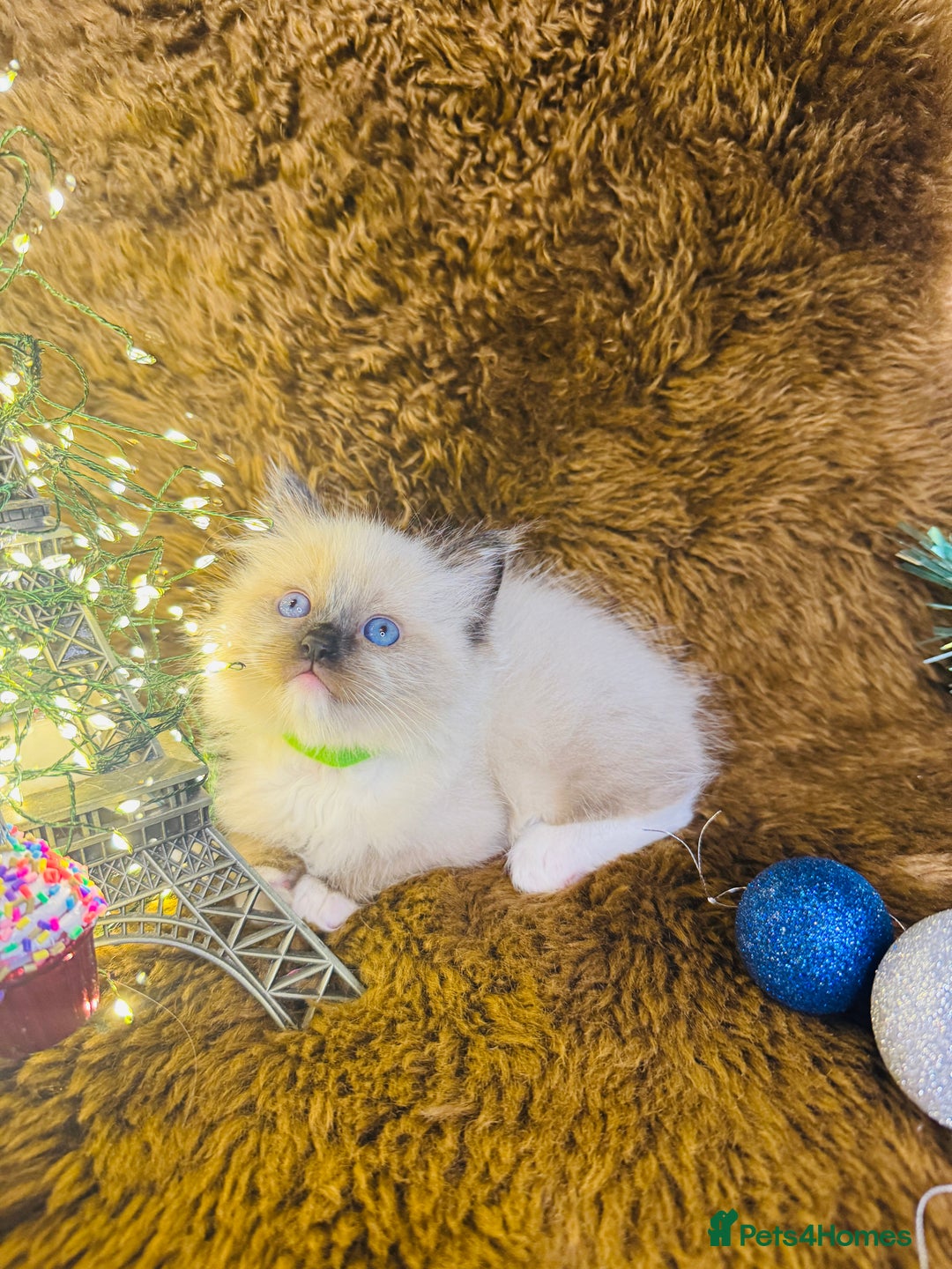 Ragdoll cats for sale: GCCF Pure Ragdoll Seal/Blue Point Lynx Mitted - Advert 11