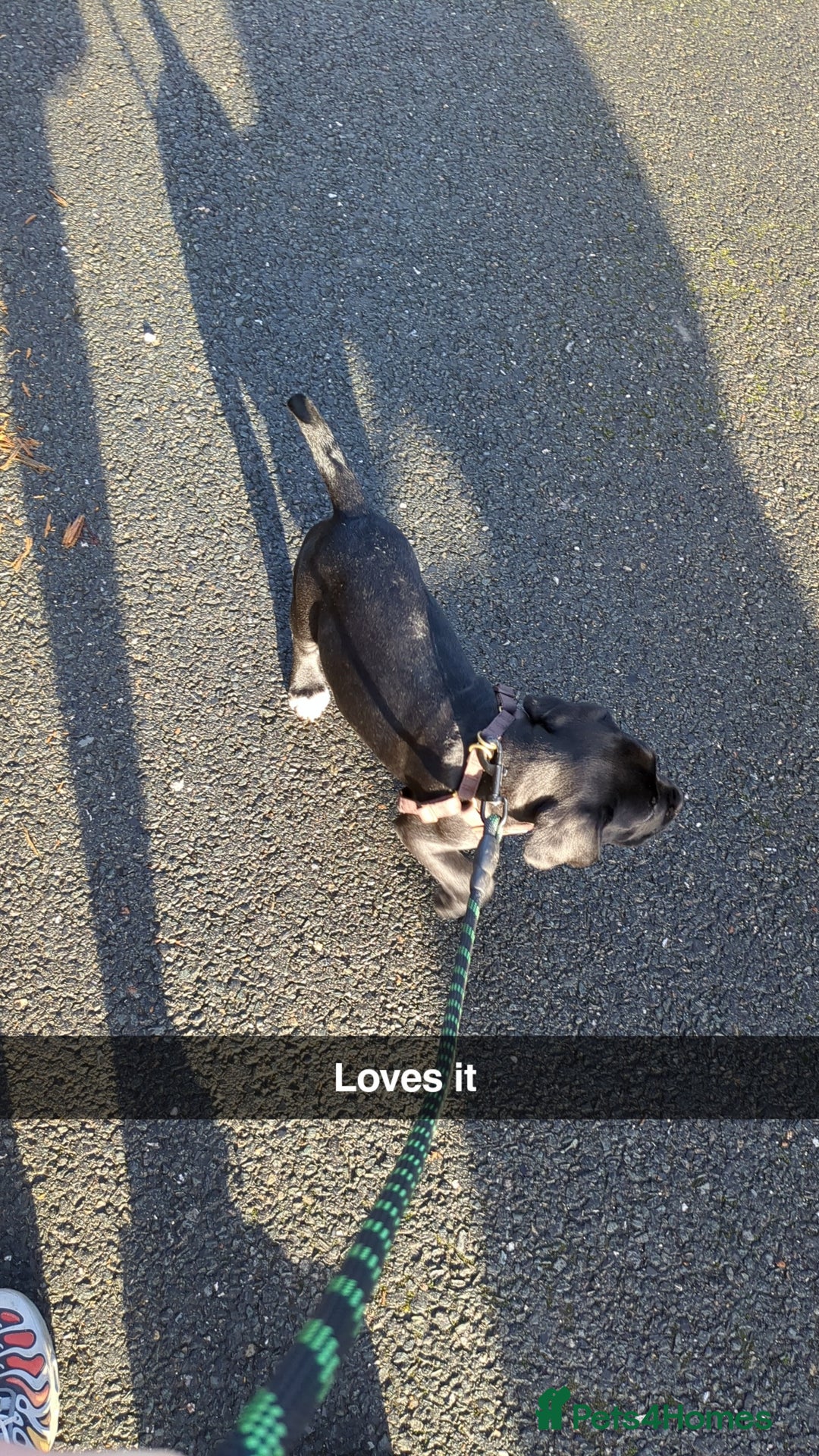 Mixed Breed dogs for sale: Needs a loving home  - Image 24