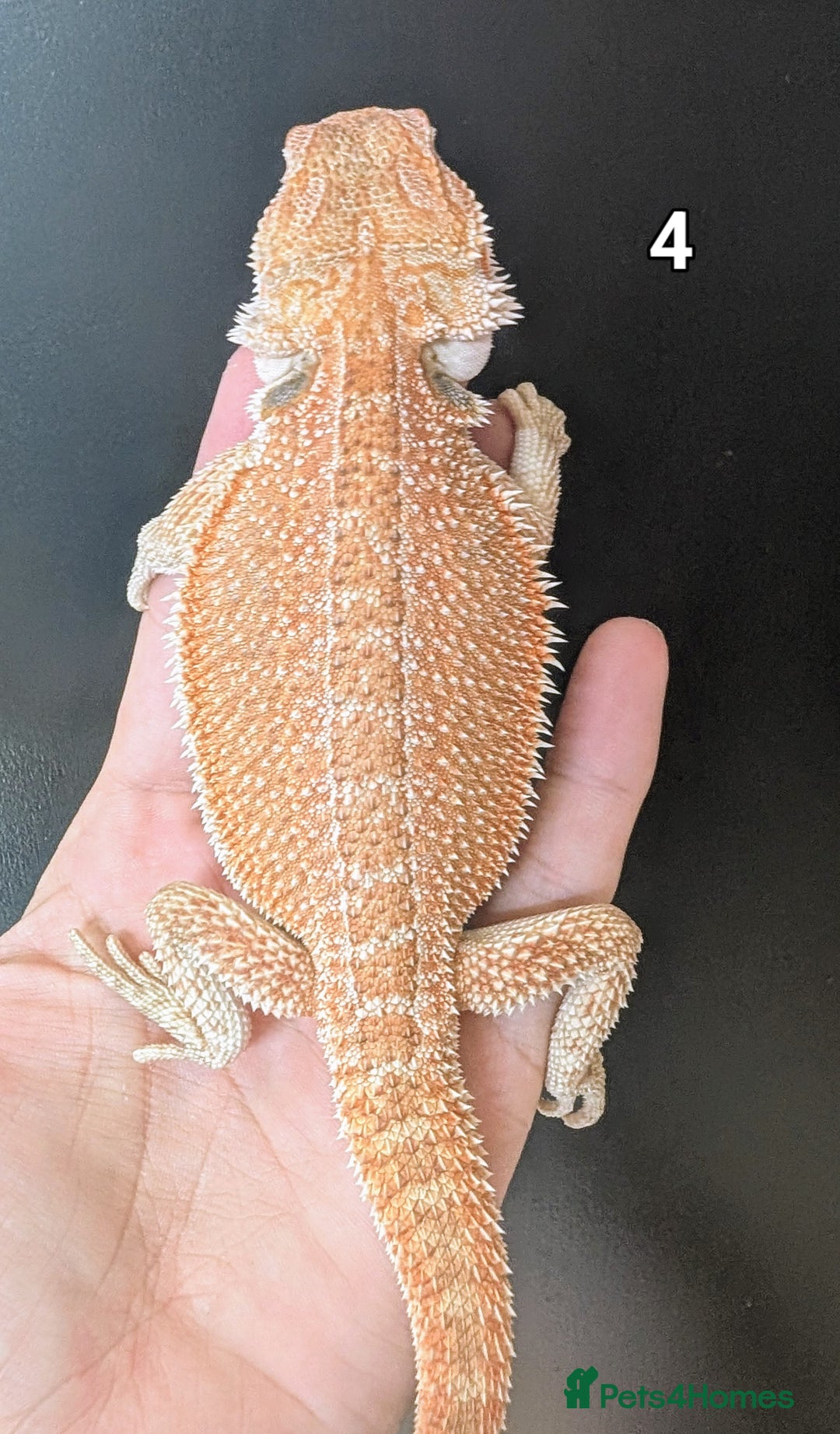 Bearded Dragon reptiles for sale: Bearded dragons male. Last few left - Image 8