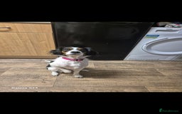 Mixed Breed dogs for sale: 2 female older dogs  - Image 3