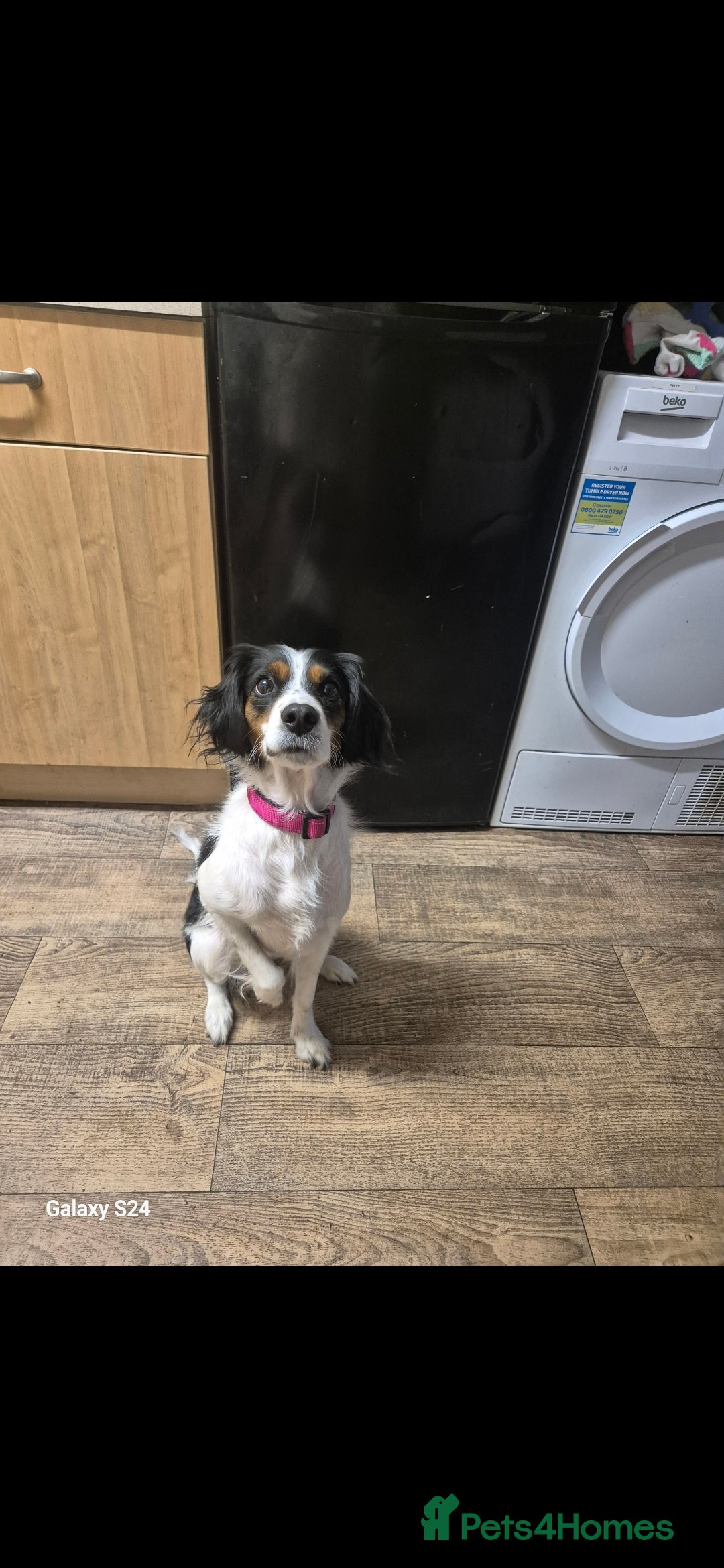 Mixed Breed dogs for sale: 2 female older dogs  - Image 3