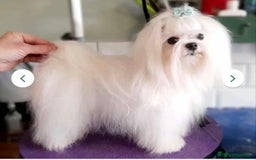 Maltipoo dogs for sale: Tiny korean Maltipoo’s - Image 8