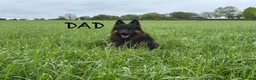 German Shepherd dogs for sale: Stunning Family Raised German Shepherd Puppies - Advert 7