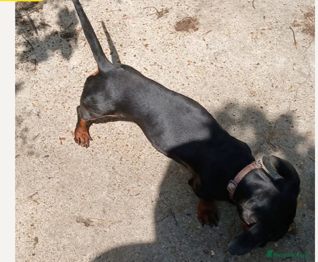 Mixed Breed dogs for sale: Beautiful Dachshund X Jack Russel Male - Advert 7