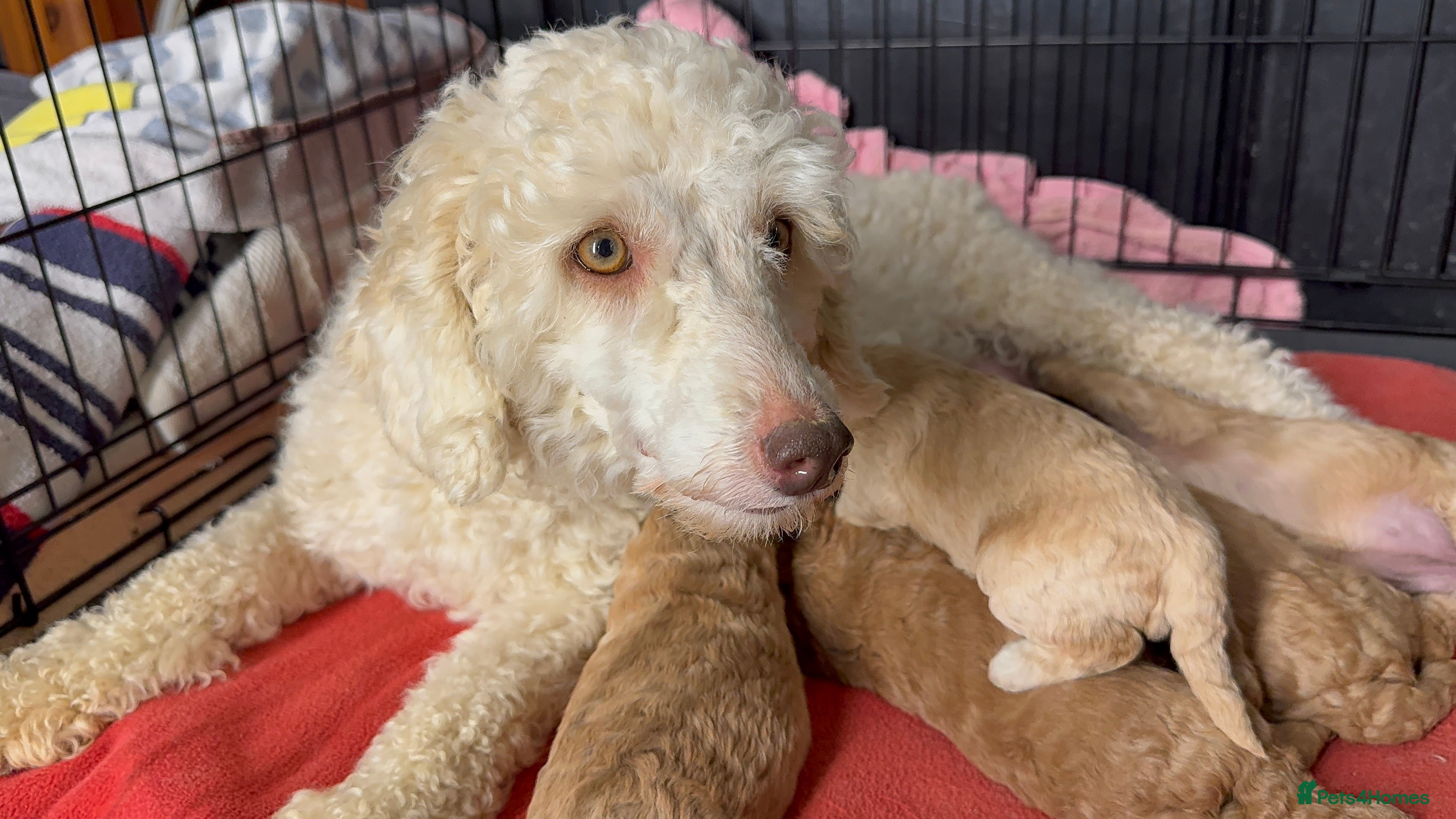 Miniature Poodle dogs Miniature poodle puppies! - Advert 5