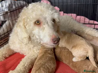 Miniature Poodle dogs Miniature poodle puppies! - Advert 5