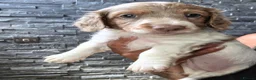 Miniature Dachshund dogs for sale: Isabella and Tan Piebald Long Hair Female - Advert 20