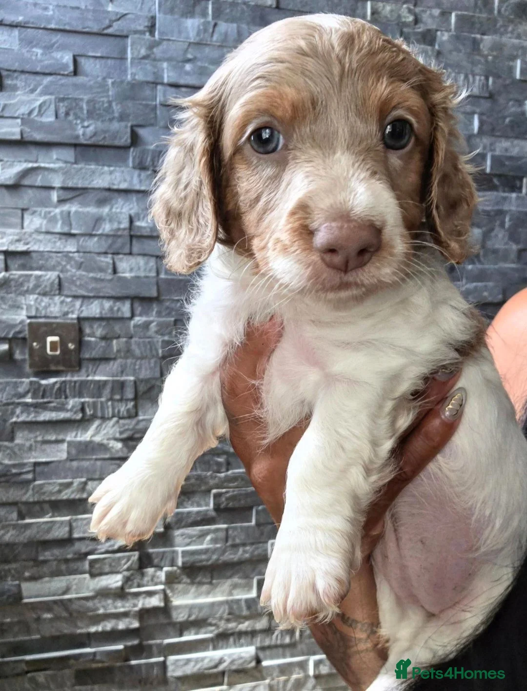 Miniature Dachshund dogs for sale: Isabella and Tan Piebald Long Hair Female - Advert 20