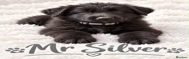 German Shepherd 1