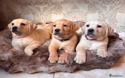 Labrador Retriever dogs for sale: Traditional english show type labrador puppies  - Image 8