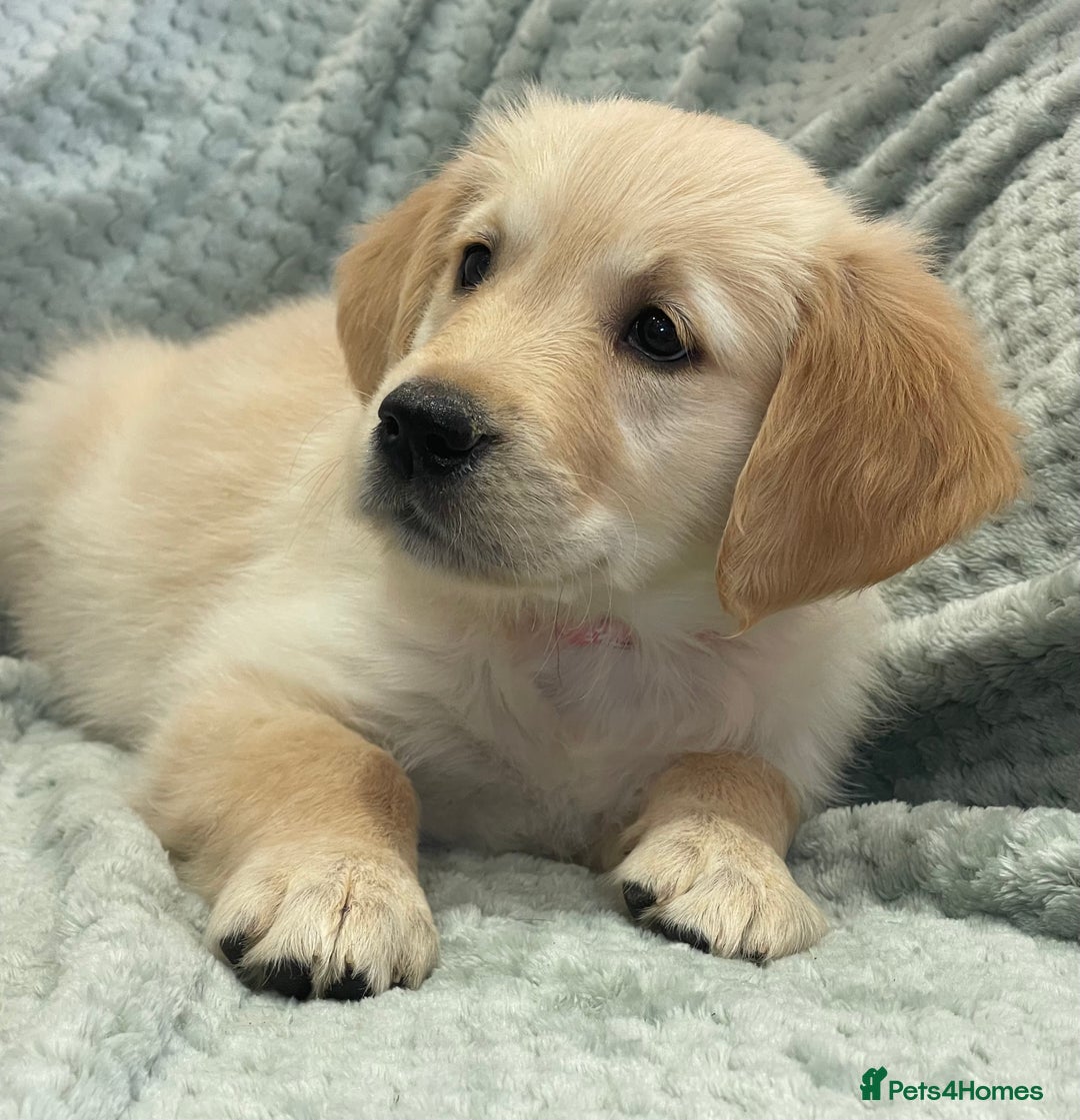 Golden Retriever dogs for sale: Quality Litter Of KC Reg Golden Retriever Puppies  - Image 29