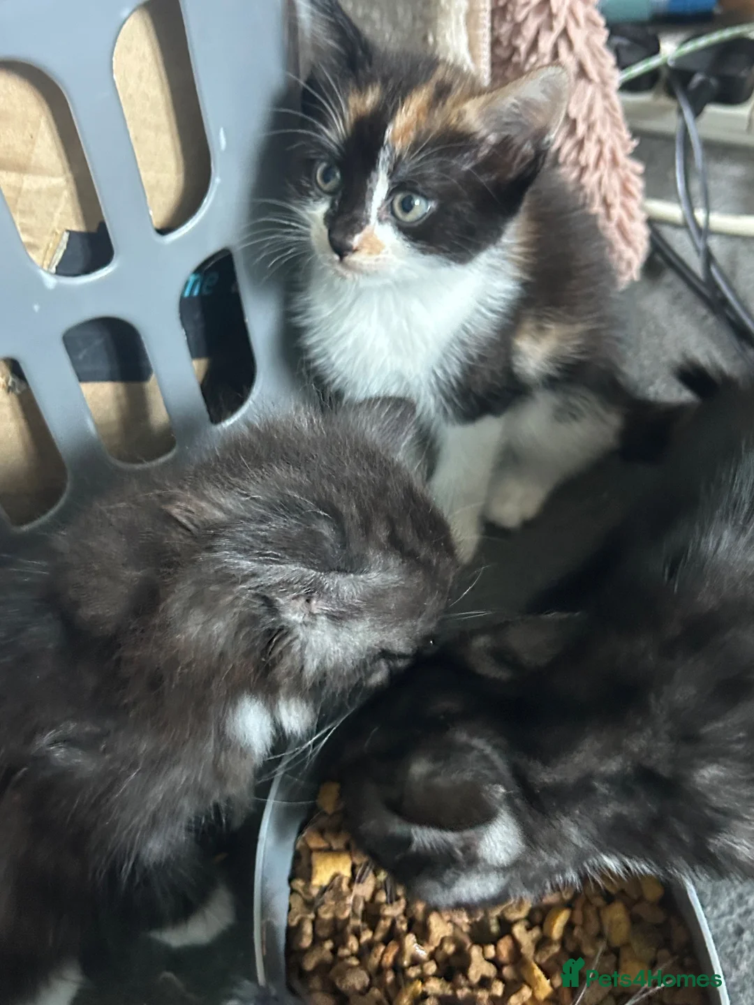 Mixed Breed cats for sale: 4 gorgeous kittens  - Advert 2